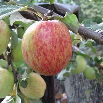 Яблоня Летнее полосатое Саженец 2 года Высота саженца  100-120см