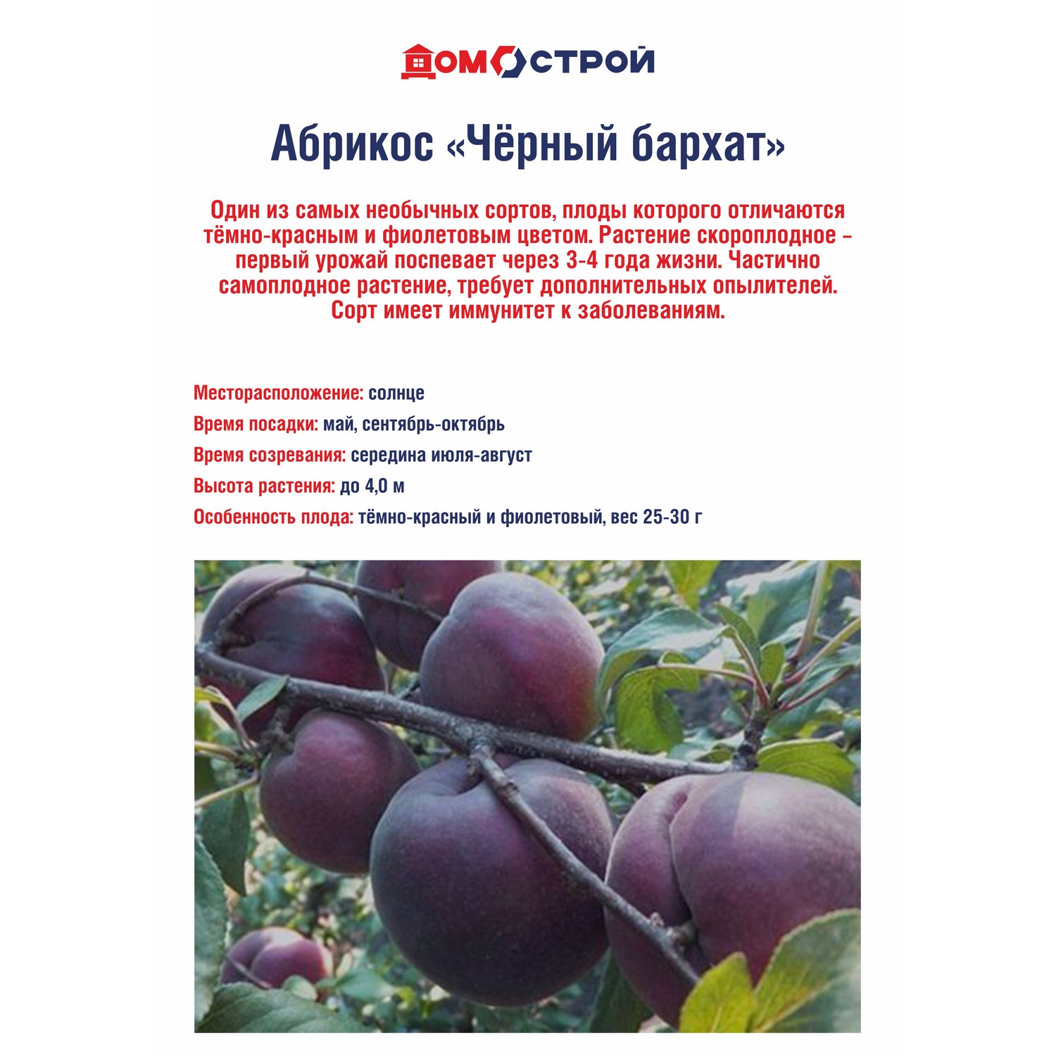 Абрикос Черный бархат