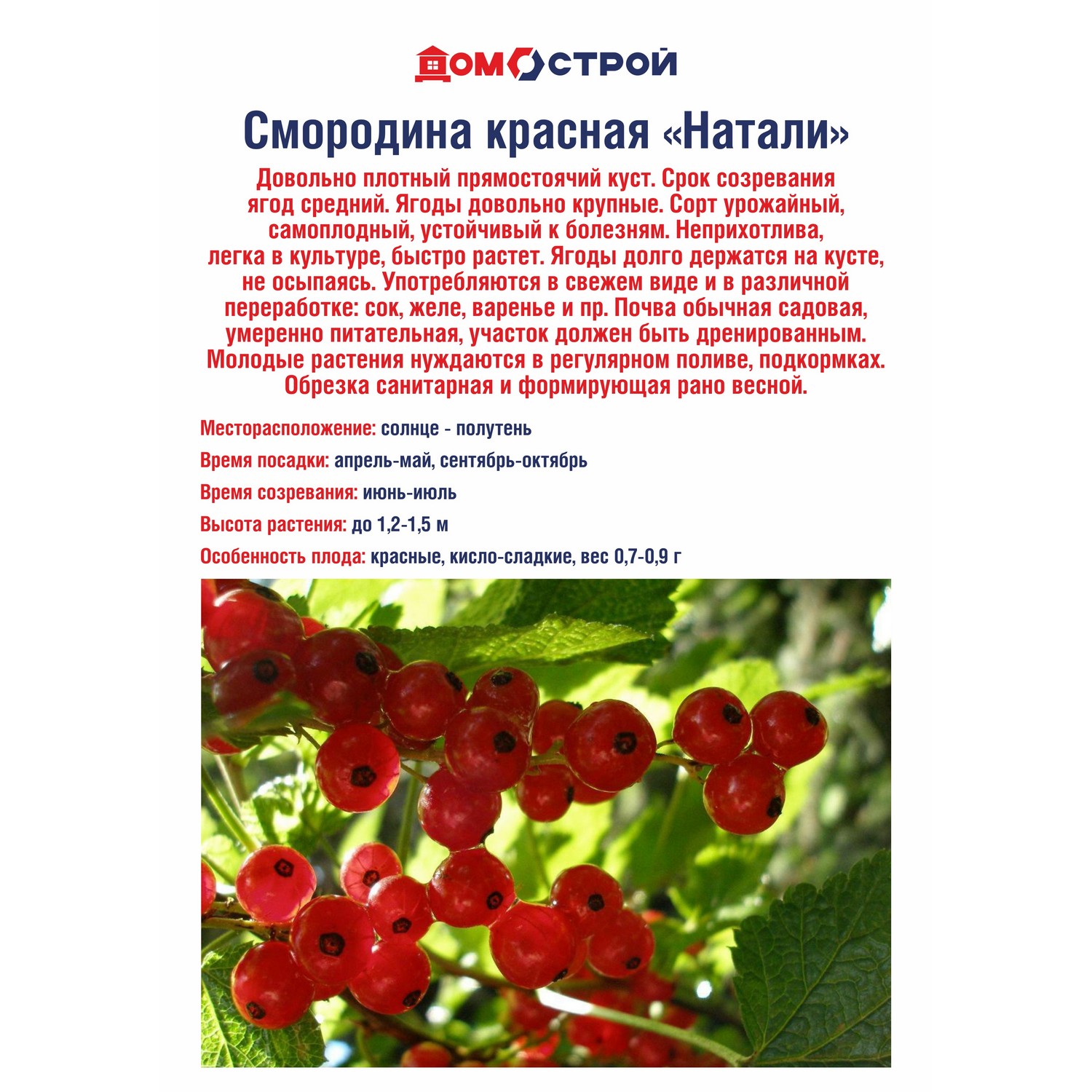 Смородина красная Натали