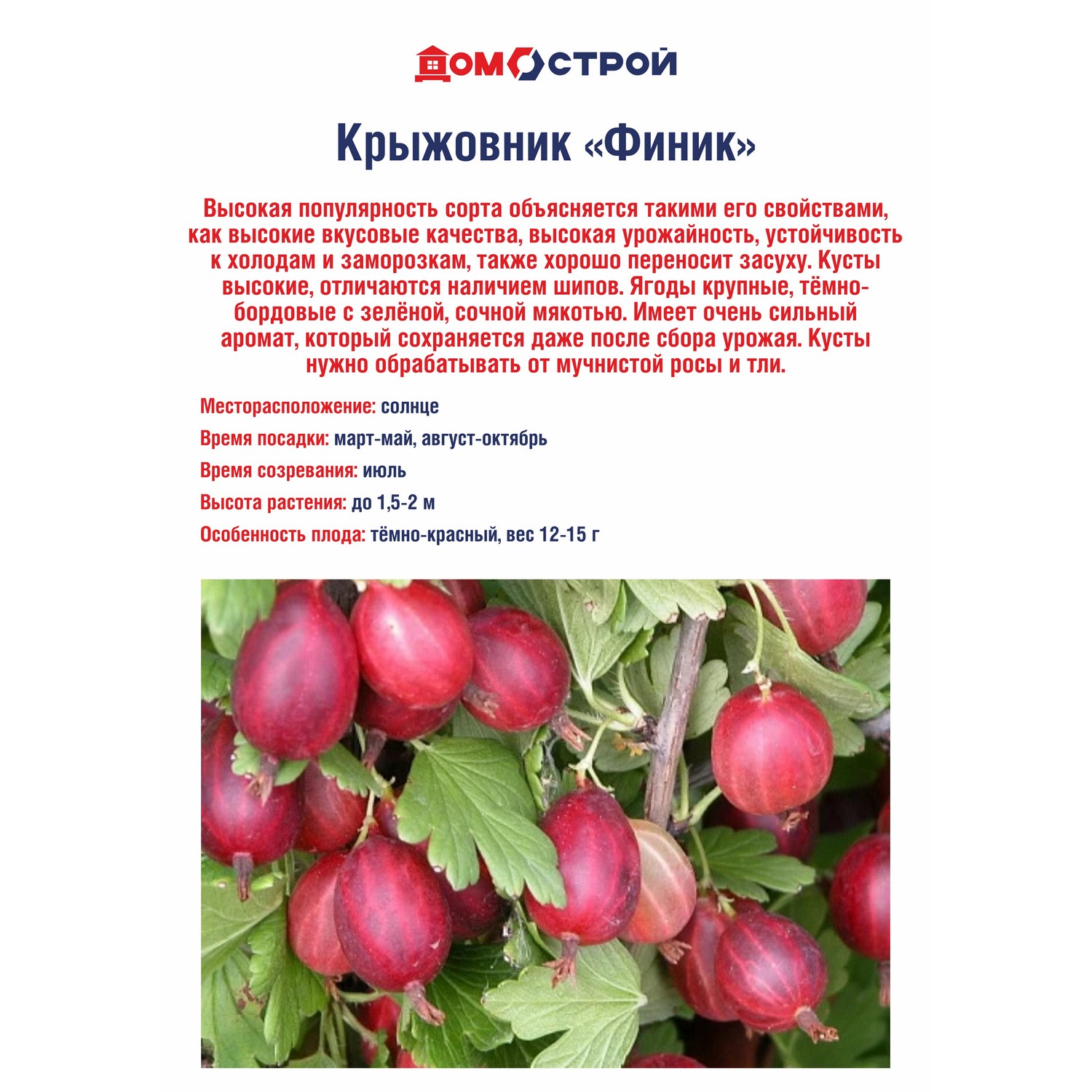 Крыжовник Финик