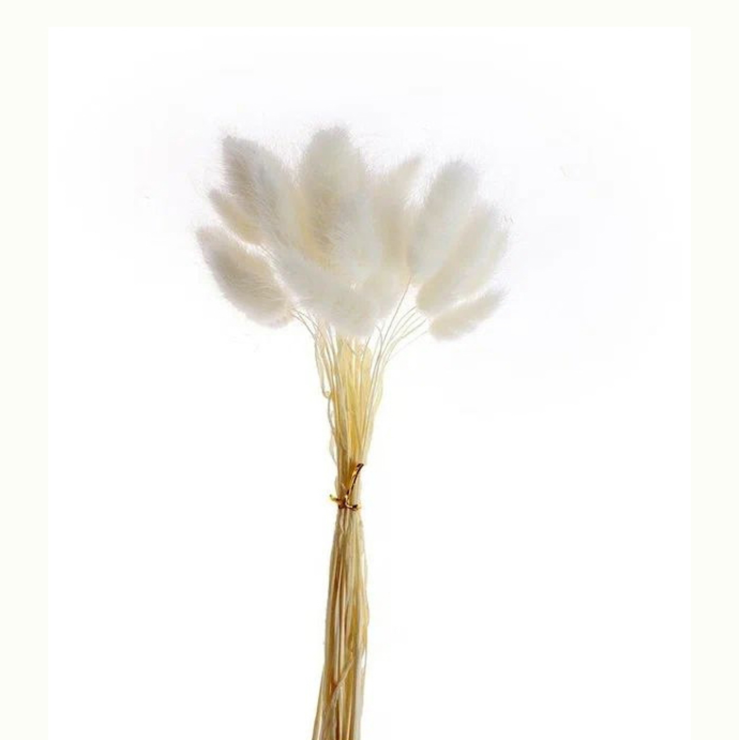 Сухие цветы лагуруса, набор 30 шт, цвет белый  7123621