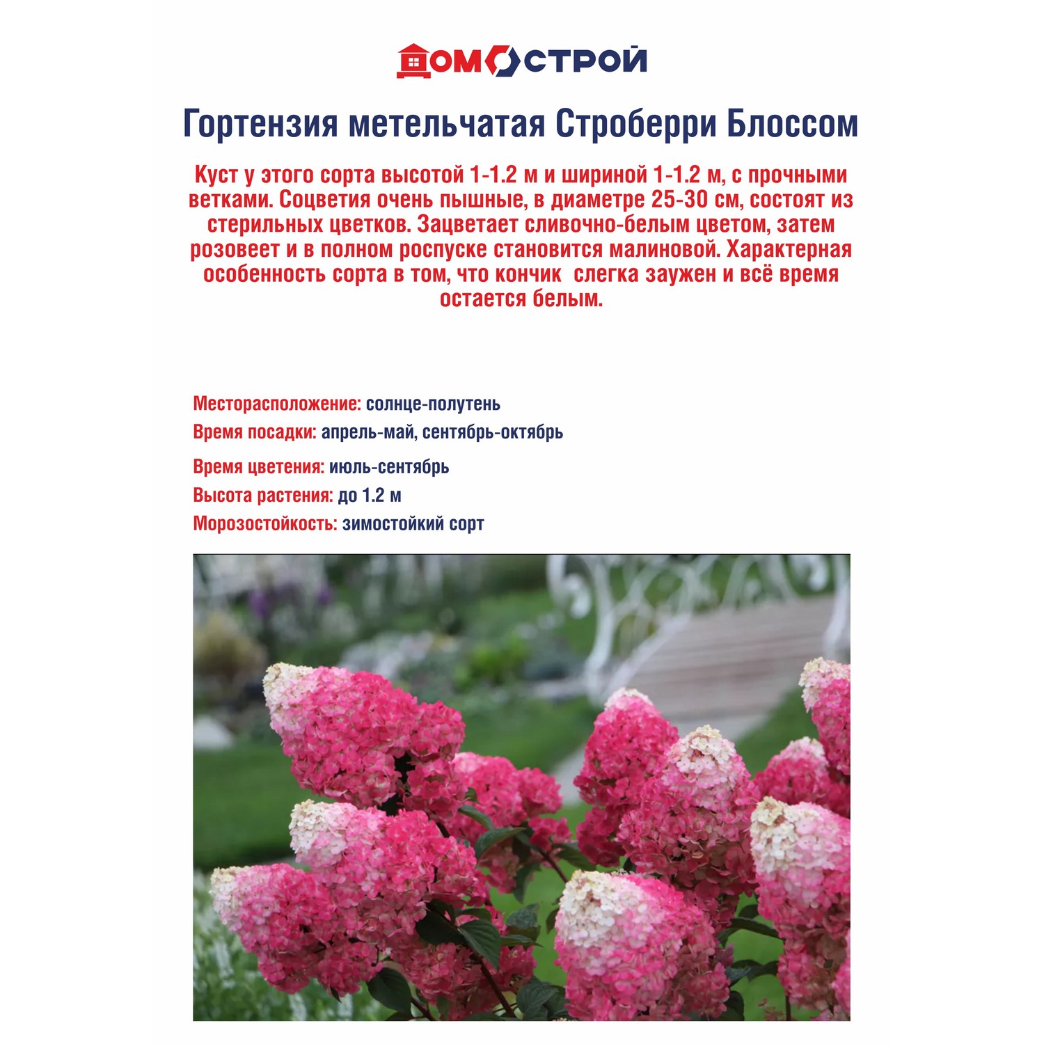 Гортензия метельчатая Строберри Блоссом Гортензия метельчатая Строберри Блоссом