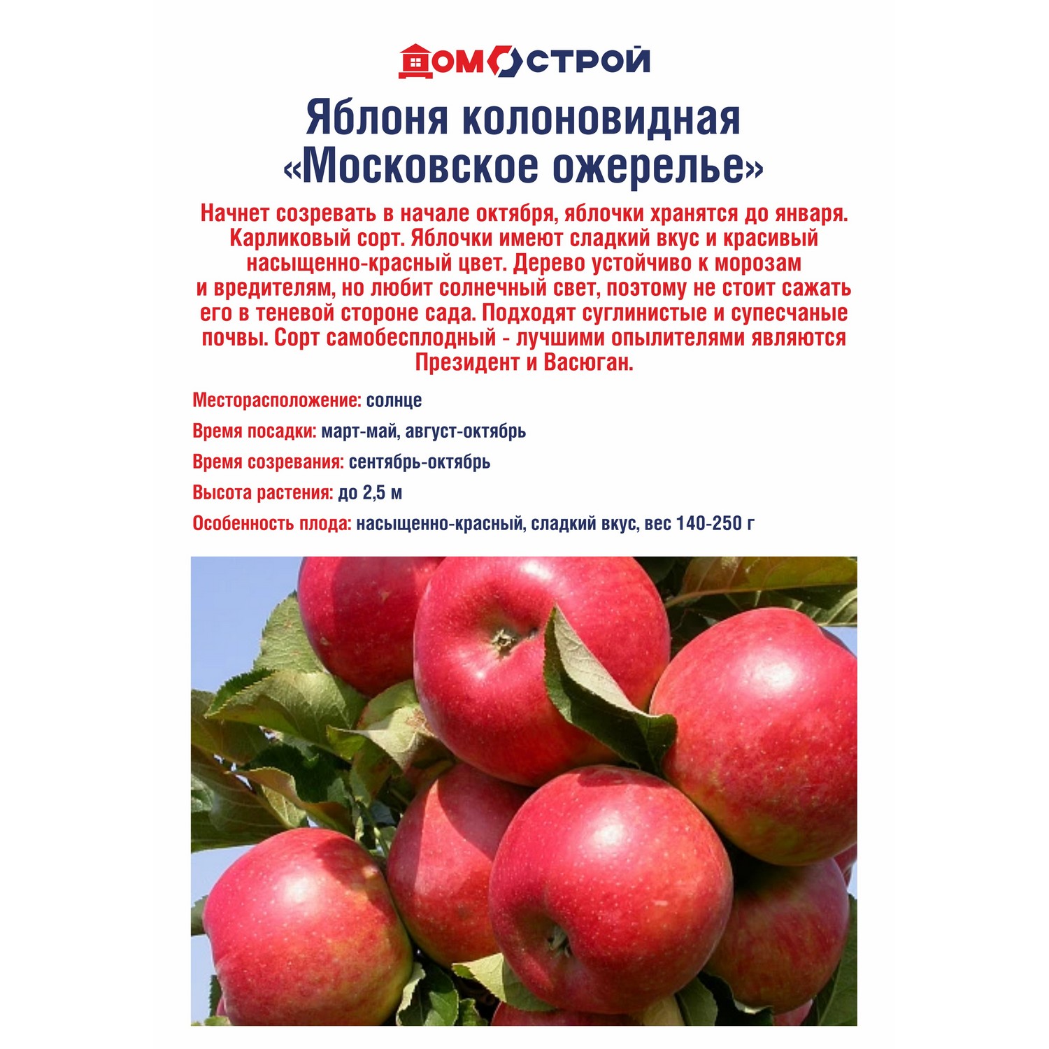 Яблоня колоновидная Московское ожерелье