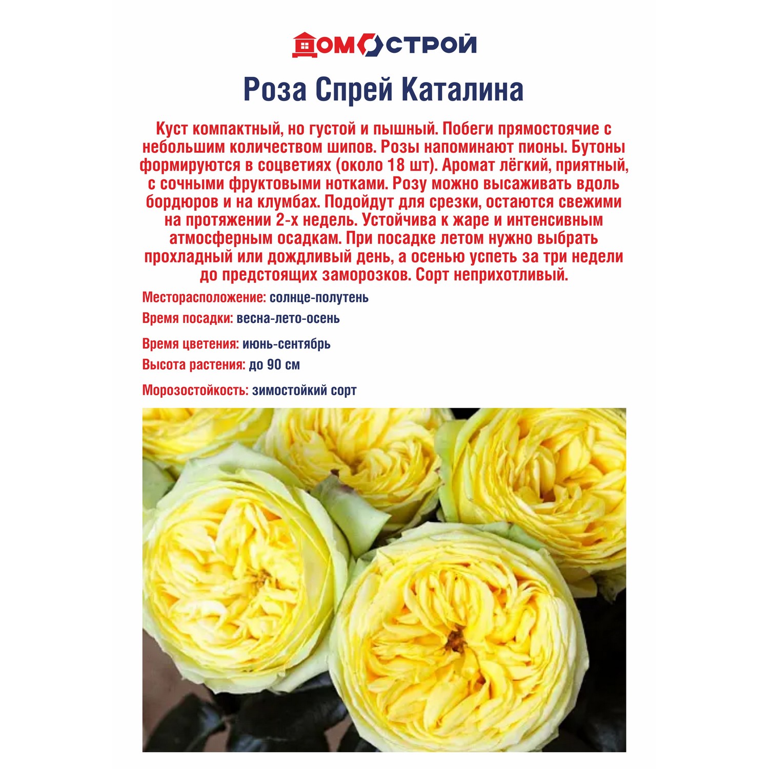 Роза Спрей Каталина