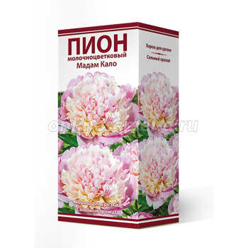 Пион молочноцветковый Мадам Кало 2-3/Кор