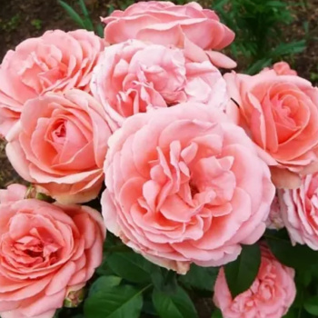 Роза Флорибунда Кимано