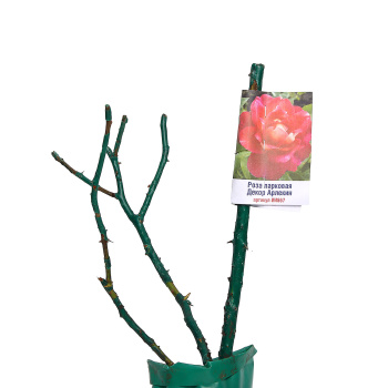 Роза парковая Декор Арлекин