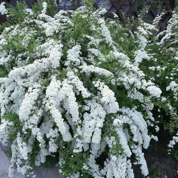 Спирея Грефшейм (серая)