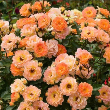 Роза почвопокровная Бесси